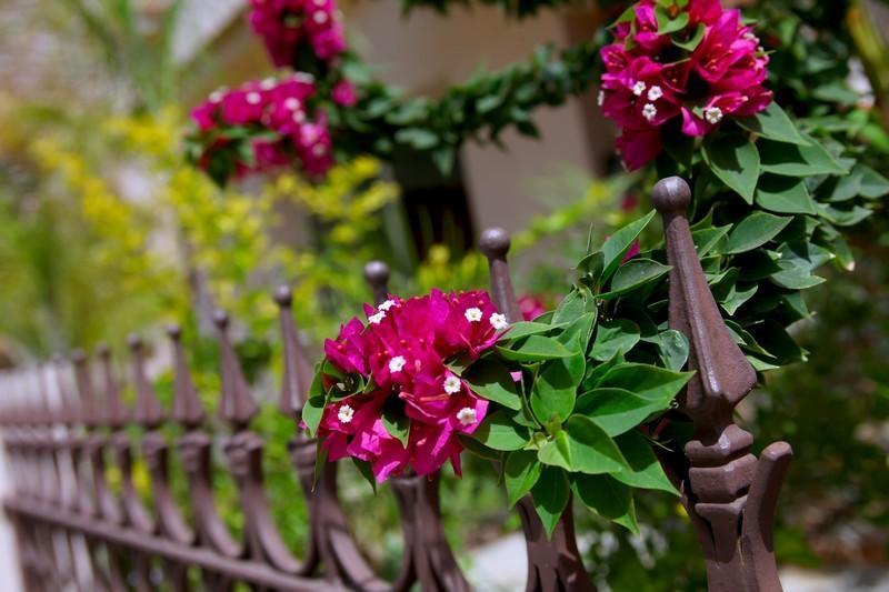 Michelle 8 Villa Protaras Dış mekan fotoğraf